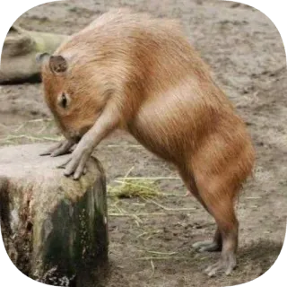 💪 capybara telegram sticker