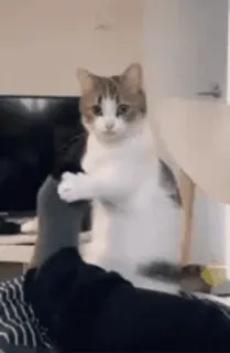 🌟 cat, animal, pet, leg, funny, cute whatsapp sticker