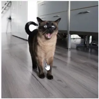 😲 кот, животное, питомец, смешной, мем, кричащий telegram sticker