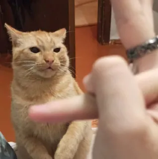 ☠️ cat, middle finger, offensive, gesture, pet telegram sticker