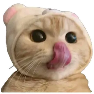 😸 cat, animal, cute, pet, tongue, licking, funny telegram sticker