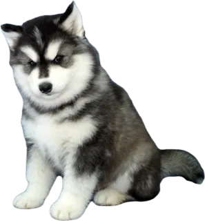 😒 anjing, anak anjing, husky, lucu, hewan telegram sticker