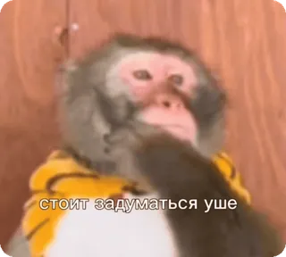 🌟 стоит задуматься уше scimmia, animale, pensieroso, russo, meme whatsapp sticker