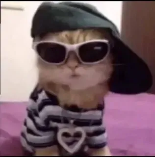 😎 고양이, 선글라스, 모자, 귀여운, 동물 telegram sticker