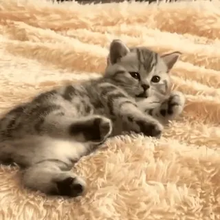 😽 котёнок, кот, милый, животное, питомец whatsapp sticker