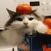 🍊