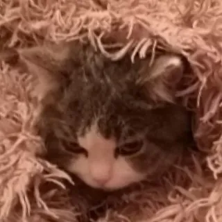 😡 cat, kitten, animal, pet, cute, cozy, furry whatsapp sticker