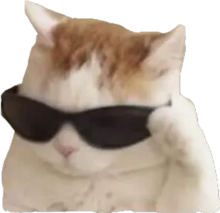 😎 cat, sunglasses, cool, animal, pet, meme telegram sticker