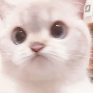@stickerdirkje - 𝗰𝗮𝘁𝘀 ۫ telegram stickers