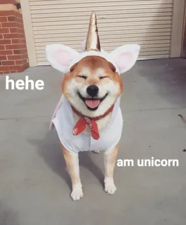 🦄 hehe
am unicorn anjing, unicorn, shiba inu, hewan, imut whatsapp sticker