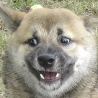 😧 chien, mème, animal, mignon, joyeux telegram sticker