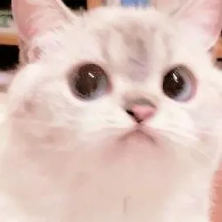 ☁️ gato, gatito, lindo, mascota, animal, doméstico telegram sticker