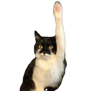 🫥 cat, raising hand, animal, mammal, domestic cat telegram sticker