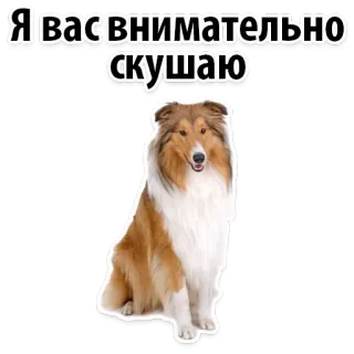 🍠 Я вас внимательно скушаю dog, collie, animal, cute, funny, text, russian telegram sticker
