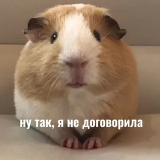 🤓 Ну так, я не договорила cochon d'Inde, mignon, animal, animal de compagnie telegram sticker