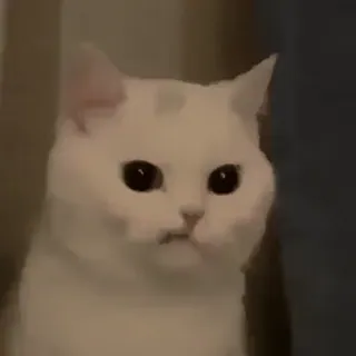 🏵 gato, gato branco, animal, animal de estimação, fofo telegram sticker