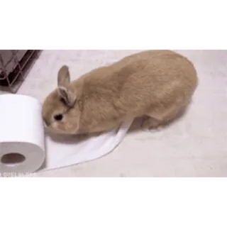 🐇 conejo, conejito, papel higiénico, lindo, animal, mascota whatsapp sticker