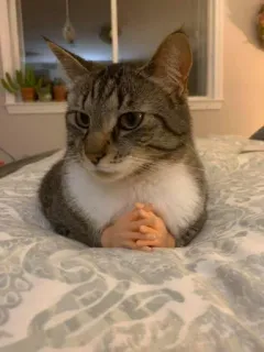 🤲 gatto, divertente, mani, animale, meme, gatto domestico telegram sticker