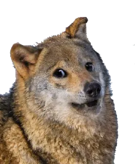 🤓 pies, zwierzę, wilk, mem, śmieszne, słodkie telegram sticker