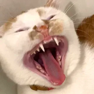 👹 Katze, Tier, Gähnen, Zähne, Zunge, Säugetier, Katzenartig telegram sticker