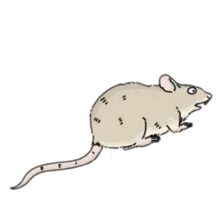 🐀 rato, animal, roedor, desenho animado telegram sticker