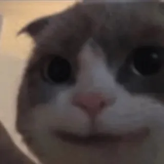 😀 кот, животное, питомец, милый, домашнее животное, млекопитающее telegram sticker
