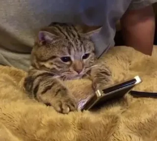 😶 kucing, binatang, telepon, imut, hewan peliharaan telegram sticker