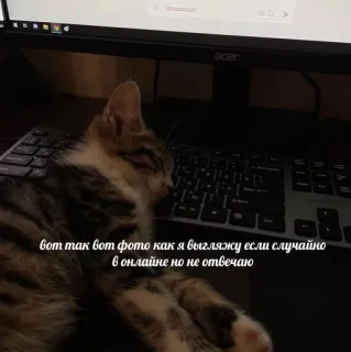 🤍 вот так вот фото как я выгляжу если случайно
в онлайне но не отвечаю gato, dormindo, teclado, online, texto telegram sticker