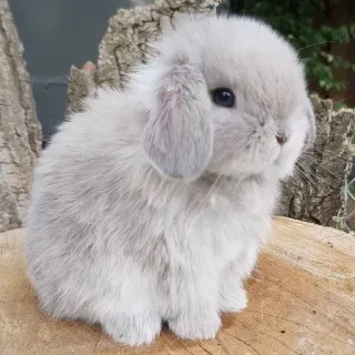 🌟 bunny, rabbit, animal, cute, lop ear, pet, mammal whatsapp sticker