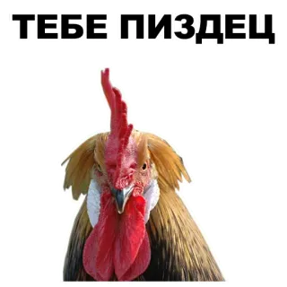 🤚 ТЕБЕ ПИЗДЕЦ Huhn, Hahn, beleidigend, Slang telegram sticker