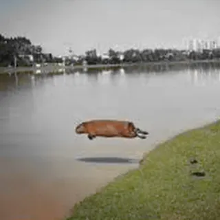 💀 Capybara, Tier, Wasser, Springen, Säugetier, See, Natur whatsapp sticker