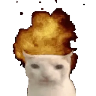 🤯 kucing, api, meme, hewan whatsapp sticker