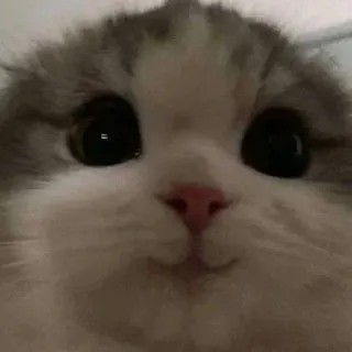 😊 mèo, mèo con, động vật, thú cưng, dễ thương, xù lông, vật nuôi telegram sticker