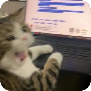 🫥 cat cat, working, funny, laptop, stressed, typing telegram sticker