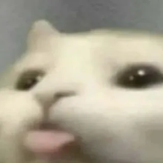 👅 cat, animal, meme, cute, funny telegram sticker