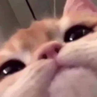 😚 cat, pet, animal, close-up, funny, meme telegram sticker