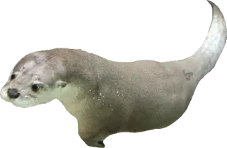 🏊 wydra, zwierzę, ssak, dzika przyroda, woda telegram sticker