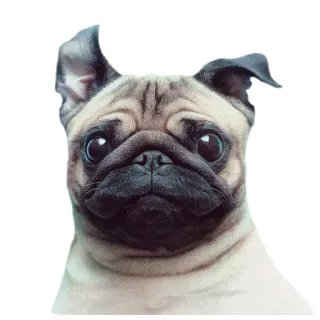 😃 dog, pug, pet, animal, cute, puppy whatsapp sticker