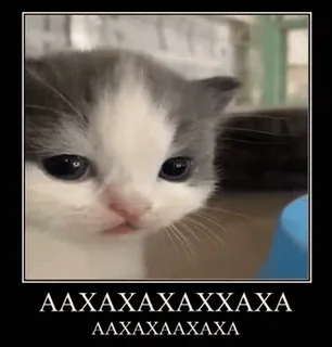 😁 AAXAXAXAXAXAXA
AAXAXAAXAXA kätzchen, katze, süß, meme, lustig, tier whatsapp sticker