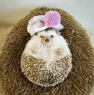 🦔 egel, dier, schattig, hoed, zoogdier telegram sticker
