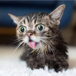 🤪 cat, animal, funny, pet, kitten, cute, silly telegram sticker