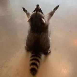 😵 raton laveur, animal, mignon, faune, mammifère telegram sticker