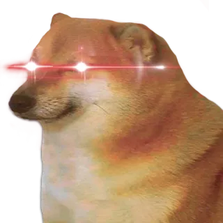 😡 Doge โดจ, มีม, หมา, ชิบะอินุ, เลเซอร์อาย whatsapp sticker