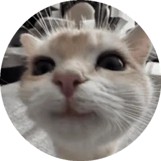 👀 cat, animal, pet, mammal, domestic animal, close-up, funny telegram sticker