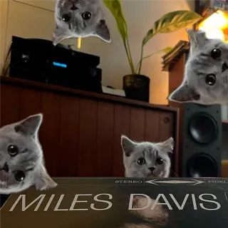 😎 MILES DAVIS kucing, kucing, lucu, imut, humor, hewan, peliharaan, Miles Davis, album, musik telegram sticker