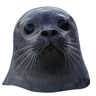 😧 foca, animale, carino, marino telegram sticker