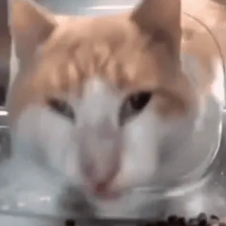 😨 猫, 橘猫, 动物, 宠物, 家猫, 猫科动物 whatsapp sticker