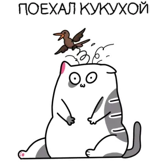 🦇 ПОЕХАЛ КУКУХОЙ แมว, นก, ตลก, การ์ตูน, สัตว์, บ้า, มีม telegram sticker