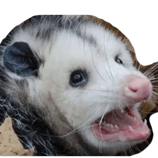🙁 opossum, dier, zoogdier, buideldier, wilde dieren, schattig telegram sticker
