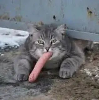 🌭 cat, animal, food, funny, sausage telegram sticker